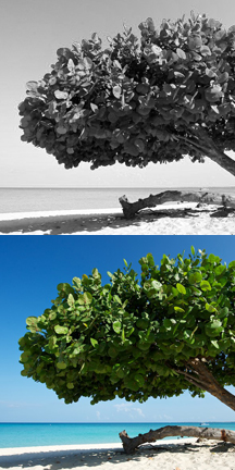 About the Ritz-Carlton Grand Cayman